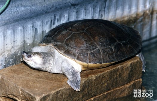 Batagur Turtle Side View