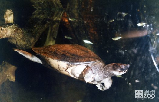 Batagur Turtle Swimming