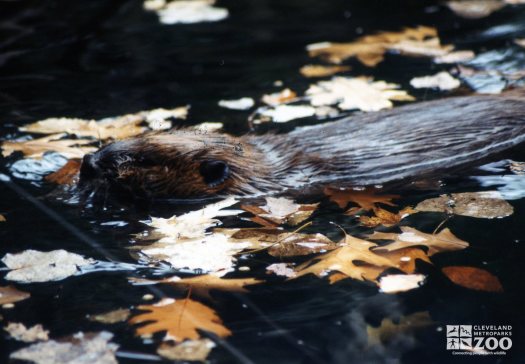 Beaver Swimming