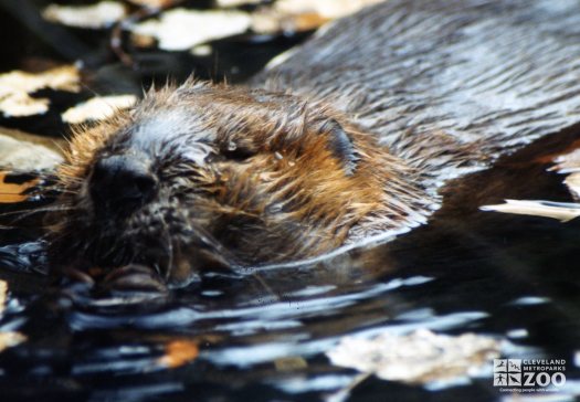 Beaver Close-up