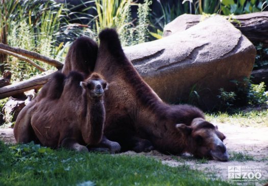 Camel with Baby 2