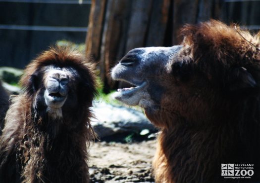 Two Camel Close-up