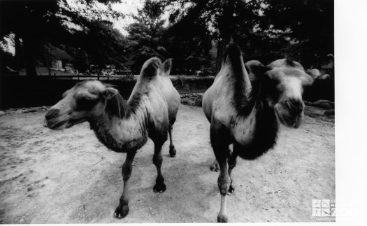 Two Camels Front View