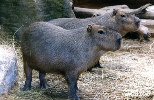 Two Capybaras 2