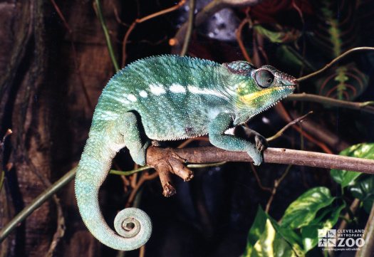 Chameleon on Branch 2