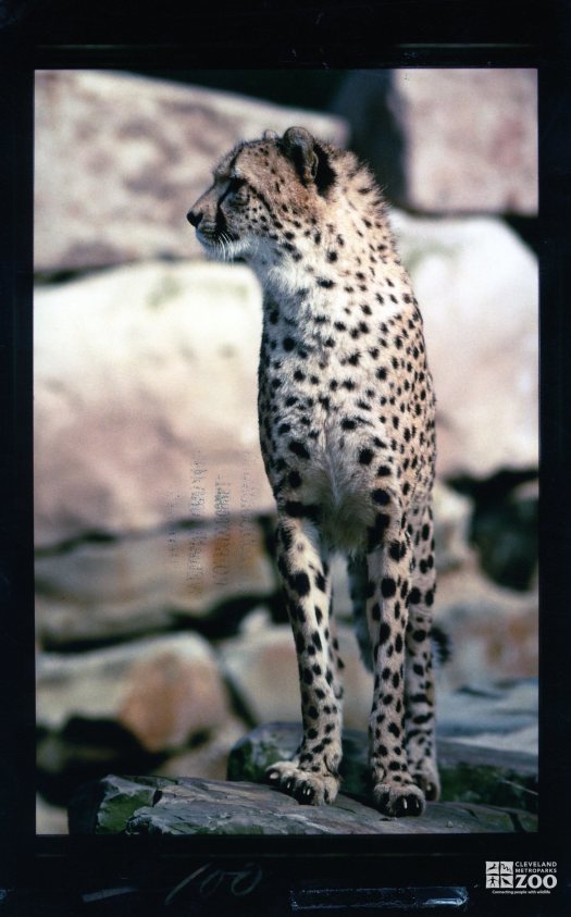 Cheetah on Rocks