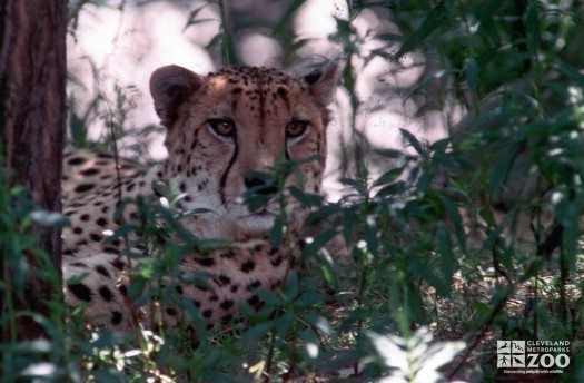 Cheetah Hiding