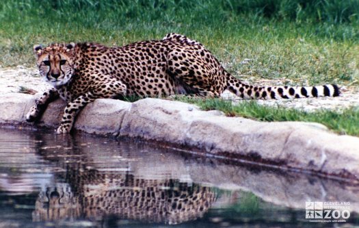 Cheetah by Water