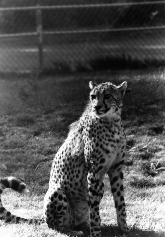 Cheetah Sitting