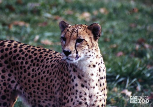 Cheetah Close-up 2