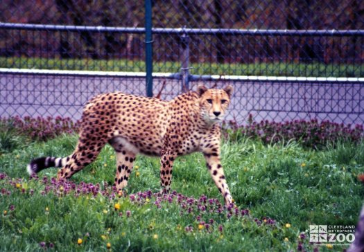 Cheetah Walking 3