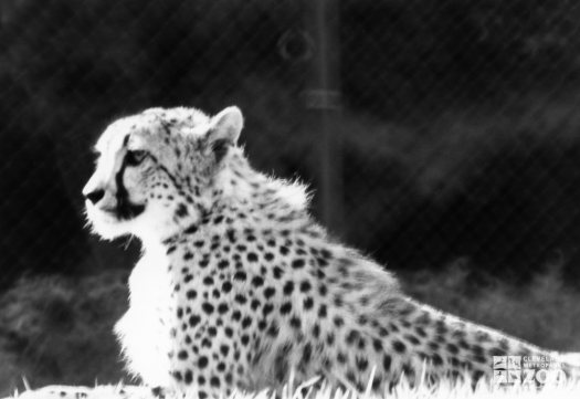 Cheetah Close-up 3