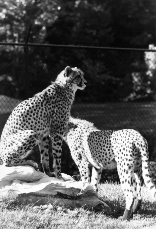 Two Cheetahs