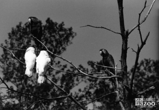 Two Cockatoos