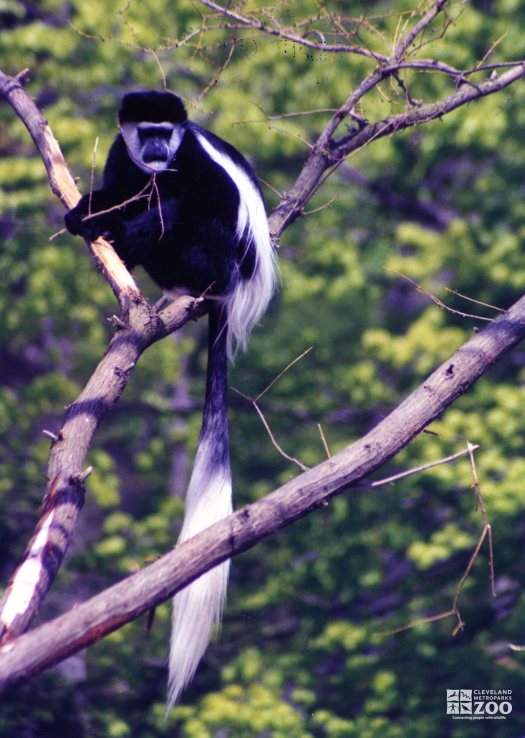 Colobus Monkey in Tree