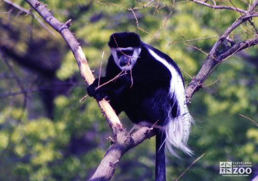 Colobus Monkey in Tree 2