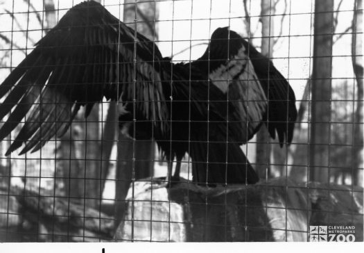 Condor, Andean in Winter