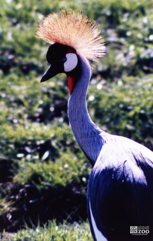 Crane, African Crowned 2