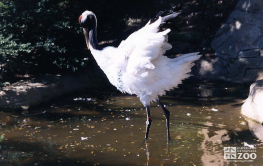 Crane, Japanese Red-Crowned