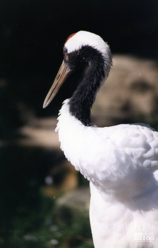 Crane, Japanese Red-Crowned 2