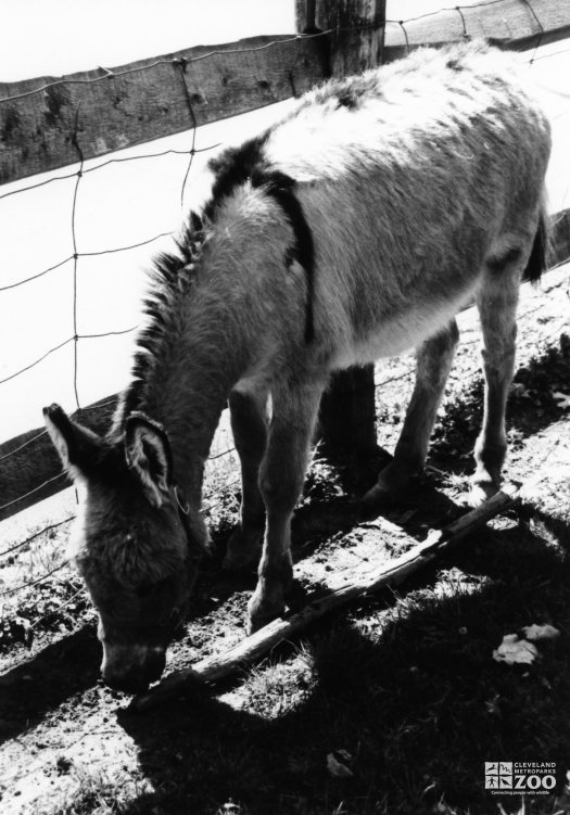 Donkey, Miniature 3