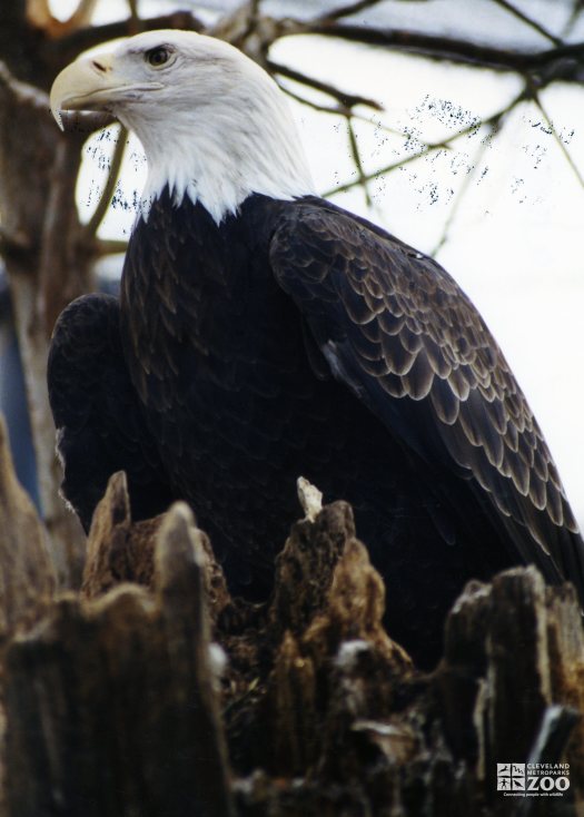 Eagle, Bald 3