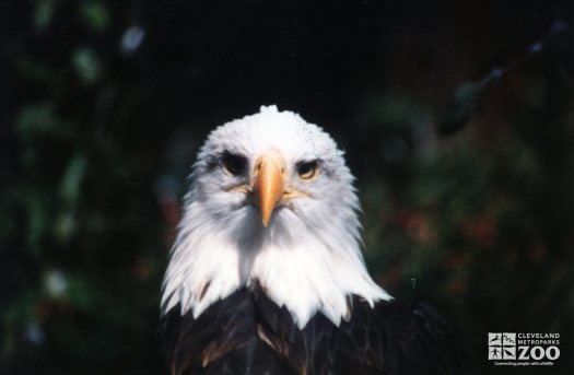 Eagle, Bald 4