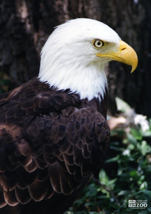 Eagle, Bald 8
