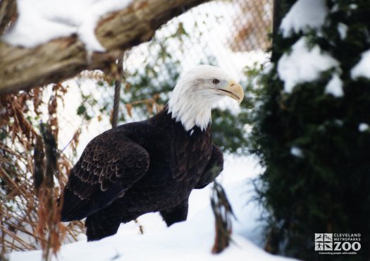 Eagle, Bald in Winter