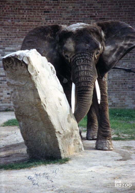 Elephant, African