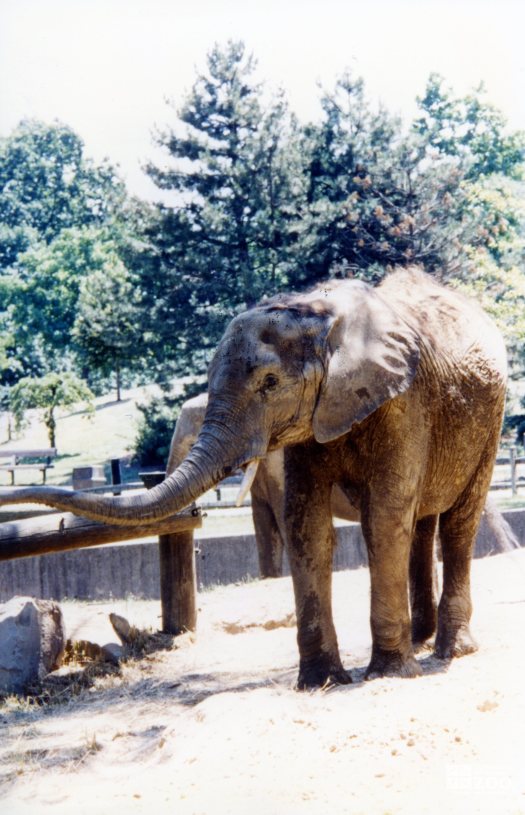 Elephant, African 3