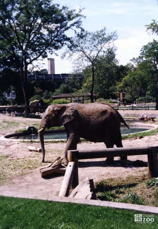 Elephant, African 12