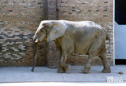 Elephant, African 13