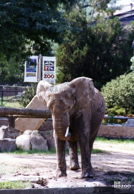 Elephant, African 14