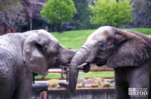 Elephants, African 5