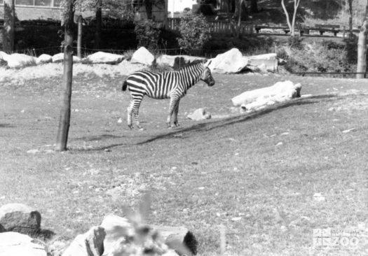 Zebra Black and White Summer 1984