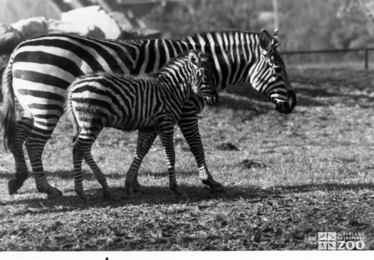 2 Zebras Black and White Winter 1985