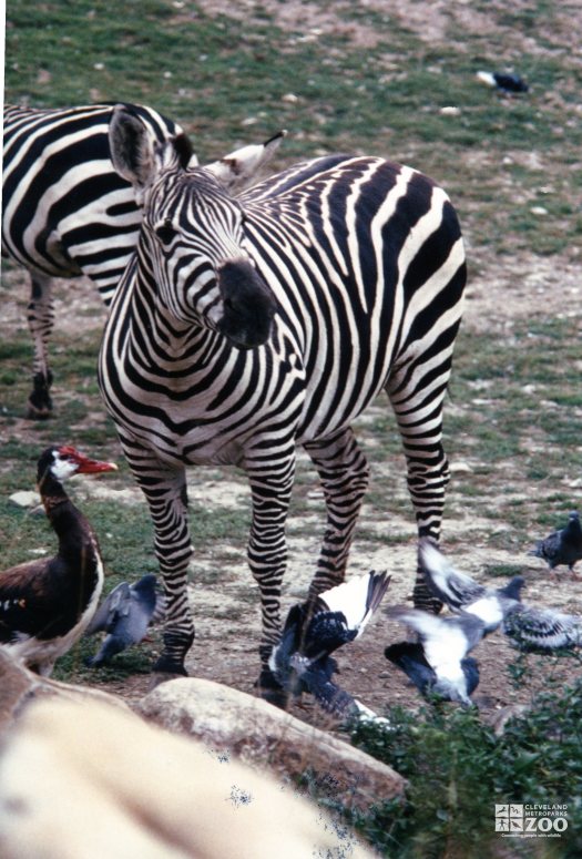 Zebras and Pigeons