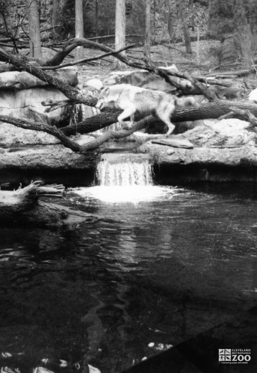 Mexican Gray Wolf Black and White Leaping Over Falls