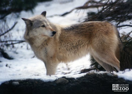 Mexican Gray Wolf Profile Looking Right