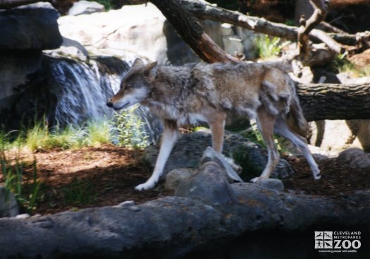 Mexican Gray Wolf Walking 3