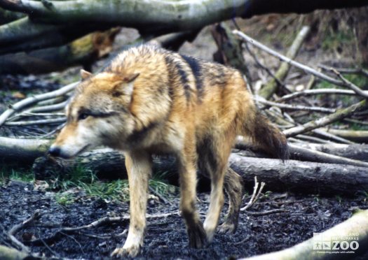 Mexican Gray Wolf Approaching