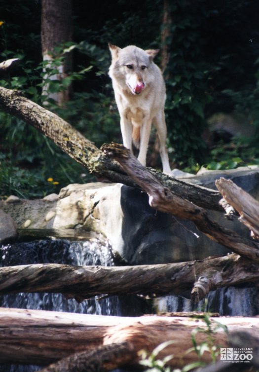 Mexican Gray Wolf Standing Guard 2