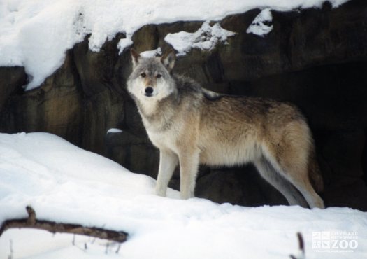 Mexican Gray Wolf In Snow 2