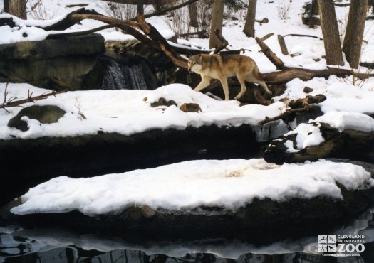 Mexican Gray Wolf Walking In Snow