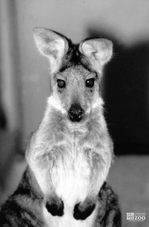 Wallaroo Black and White Up Close 