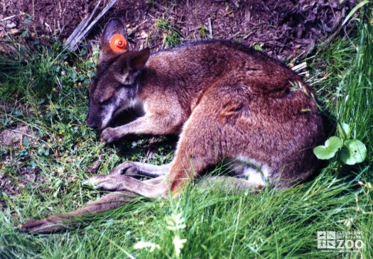 Parma Wallaby Resting In Grass