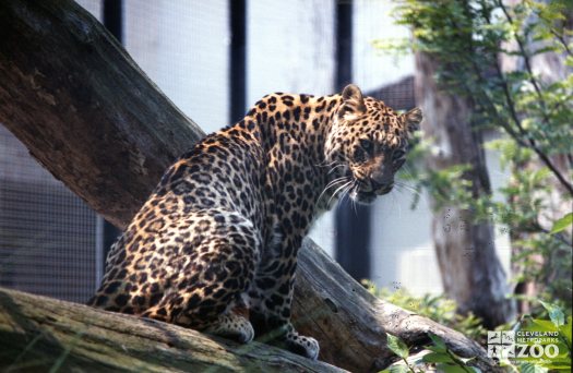 Persian Leopard Looking Back