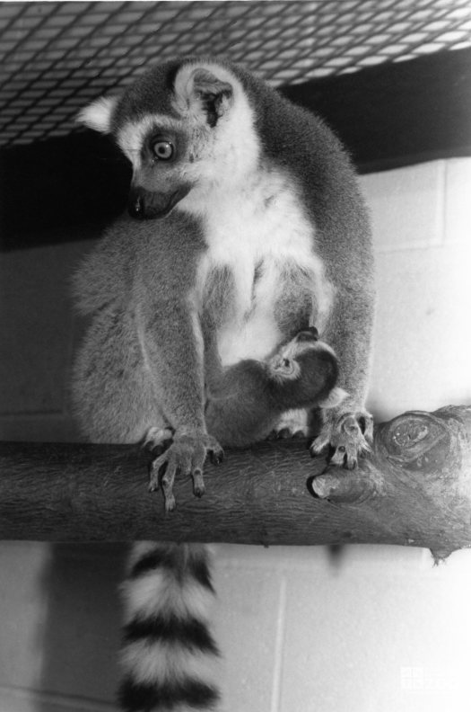 Ring-Tailed Lemur and Baby 1
