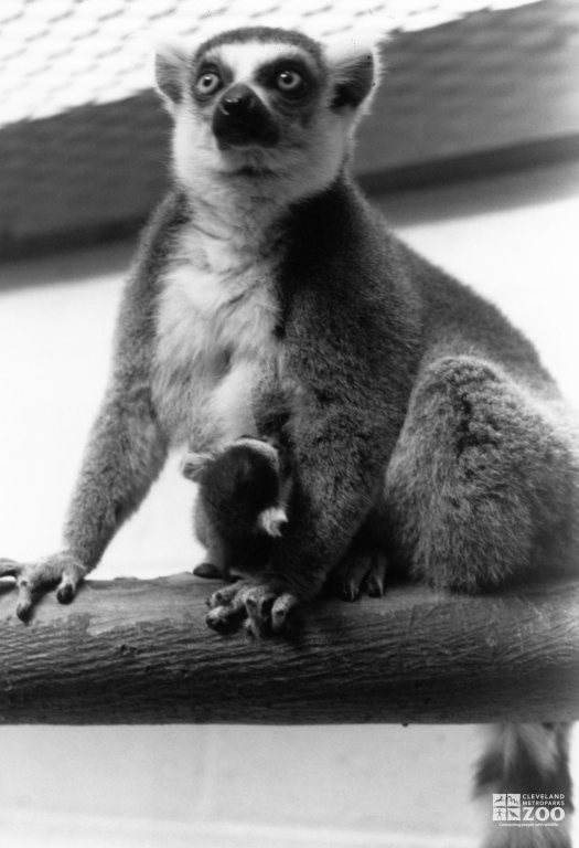 Ring-Tailed Lemur and Baby 3